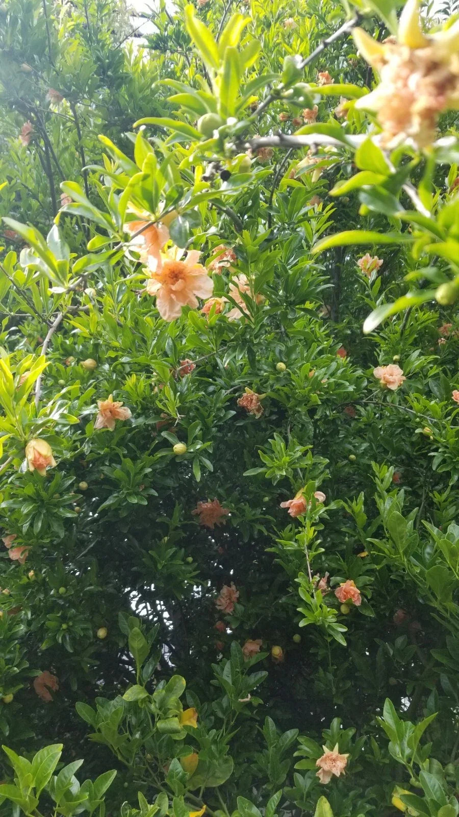 Ornamental Pomegranate Cuttings - 10 Pcs Peach - Punica granatum - Vibrant, Easy to Grow, Ideal for Gardens and Containers