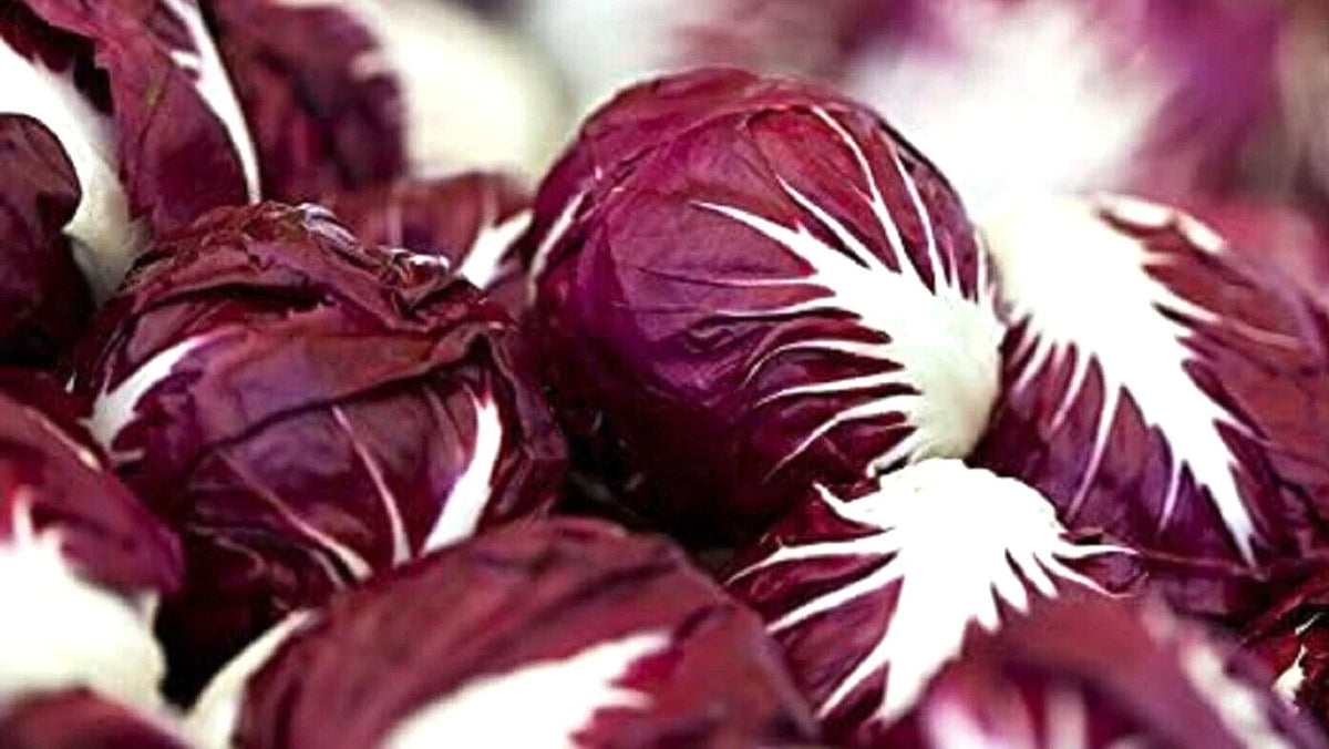 Red Verona Radicchio Seeds 300+ Non-GMO Chicory Seeds for Planting Cichorium intybus - Organic Heirloom Garden Vegetables