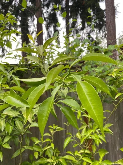 Yuzu Citrus Tree Cuttings 4-Pack Cold Hardy Fragrant Fruits Citrus junos for Japanese Cooking