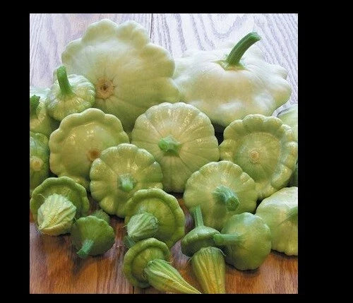 Bennings Green Tint Summer Squash Seeds - 10 to 100 Seeds - Cucurbita pepo - Prolific Patty Pan Scallops - Easy to Grow