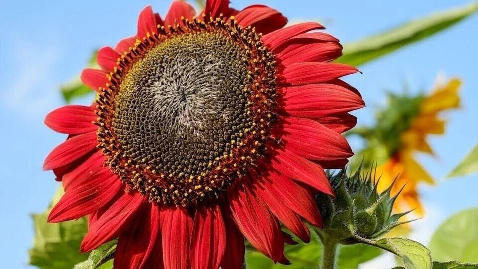 Red Sunflower Seeds - 100+ Heirloom Non-GMO - Vibrant Red Petals - Helianthus annuus
