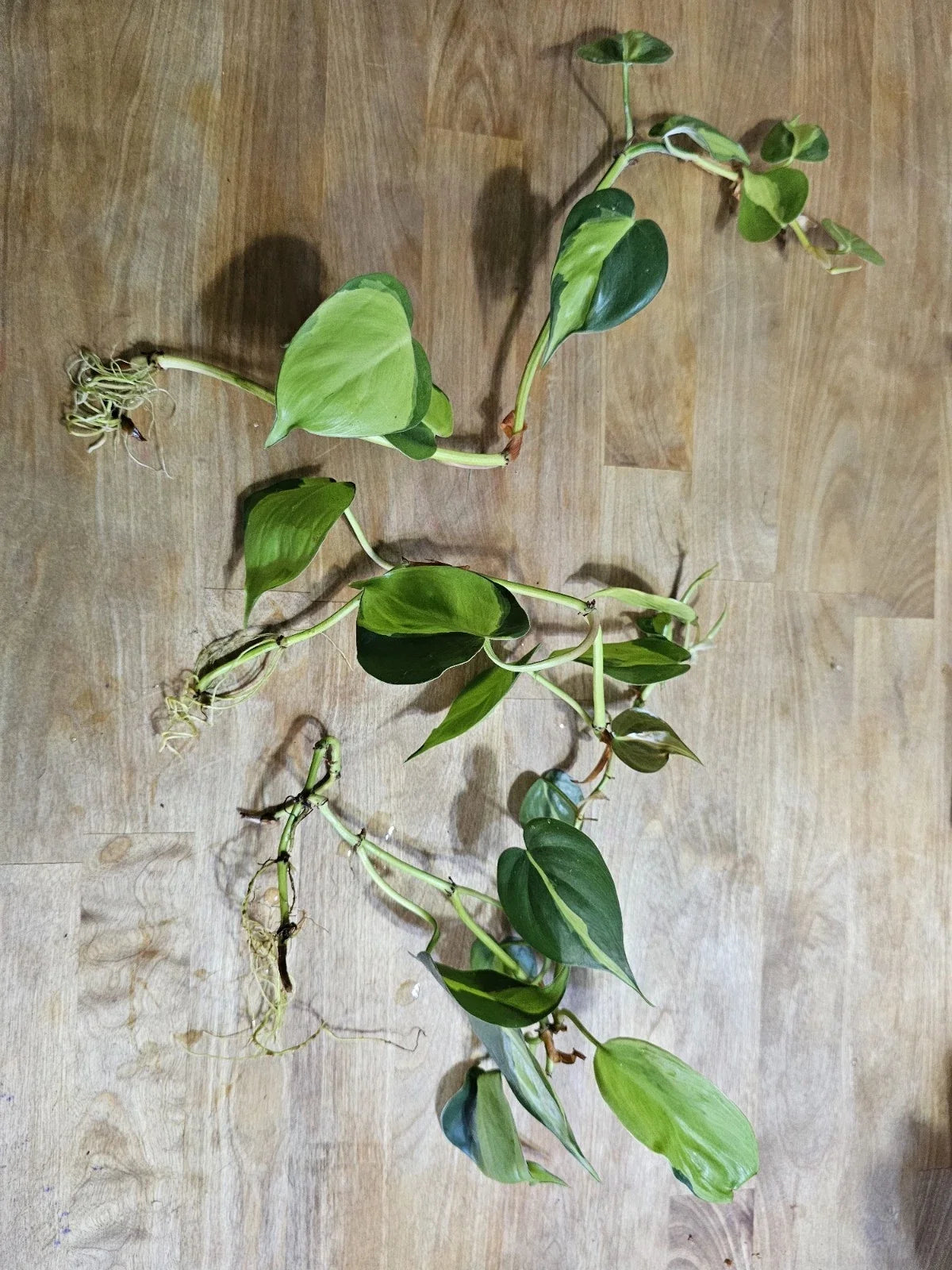 Philodendron Brazil Cuttings - Pre-rooted Dark & Lime Green Variegated Leaves - Philodendron hederaceum 'Brazil'