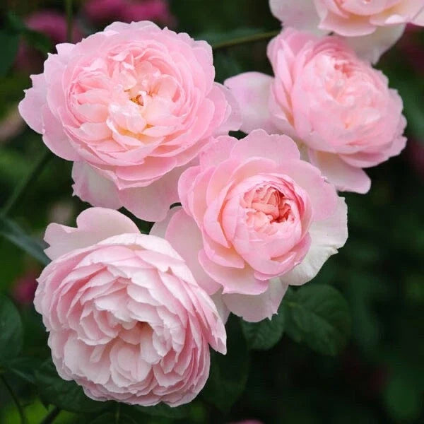 David Austin Rose Cuttings (3) - Retired Variety for Rooting - Rosa 'David Austin' - Premium Garden Planting
