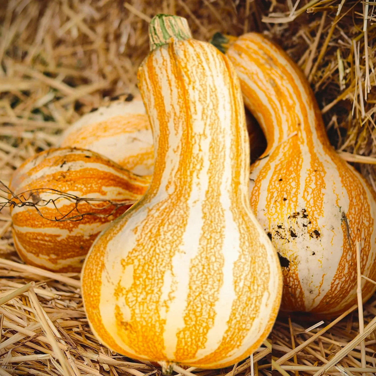 Cushaw Pumpkin Seeds - Orange Striped Variety - Southern Kershaw (Cucurbita moschata) - Heirloom Seeds for 2025 Planting