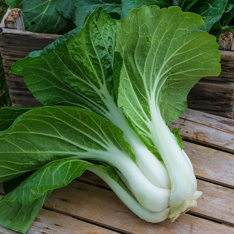 Pak Choi Seeds 800+ Count Non-GMO Chinese Cabbage Brassica rapa subsp. chinensis for Home Garden Planting