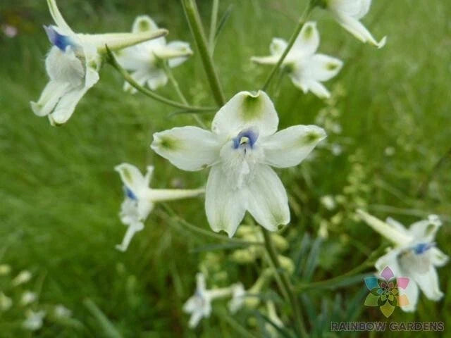 Peacock Larkspur Seeds - 200+ Pack - Delphinium spp. - Blue Purple White Flowers - USA Grown