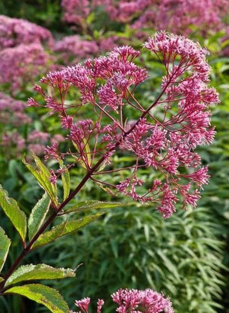 Joe Pye Weed Seeds - 300 Spotted Perennial Seeds - Eupatorium maculatum - Attracts Pollinators & Butterflies