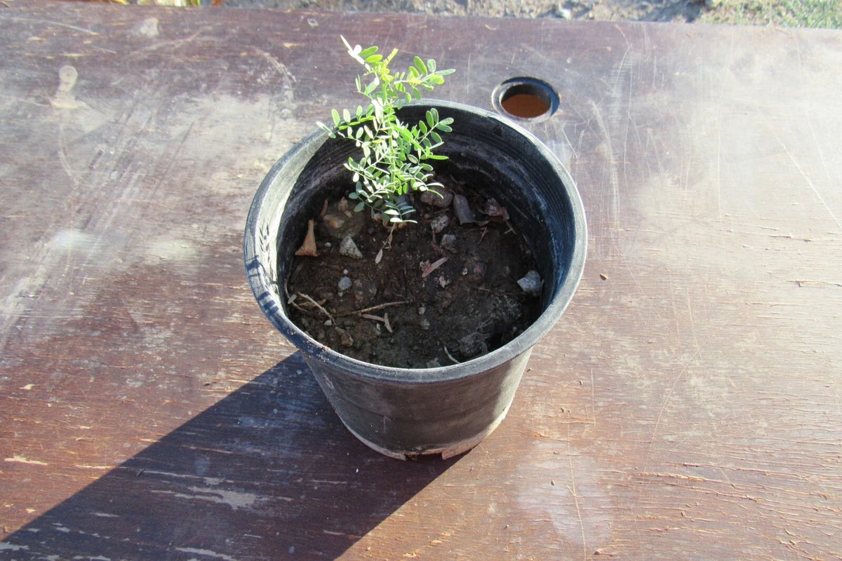 Desert Ironwood Bonsai Tree - Well-Rooted Olneya tesota - Drought-Tolerant Indoor/Outdoor Plant for Bonsai Lovers