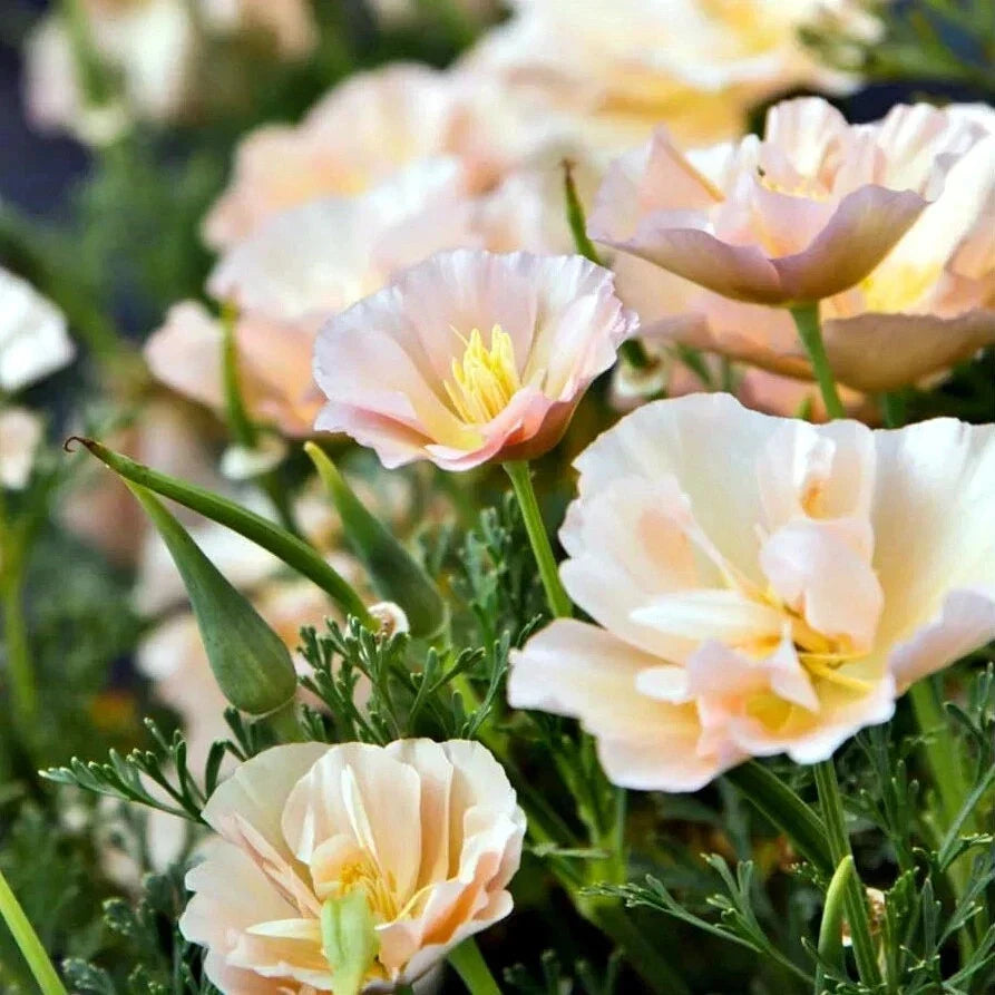 California Thai Silk Pink Champagne Poppy Seeds - 200+ Seeds for Gardening - Papaver somniferum - Annual Flower Seeds