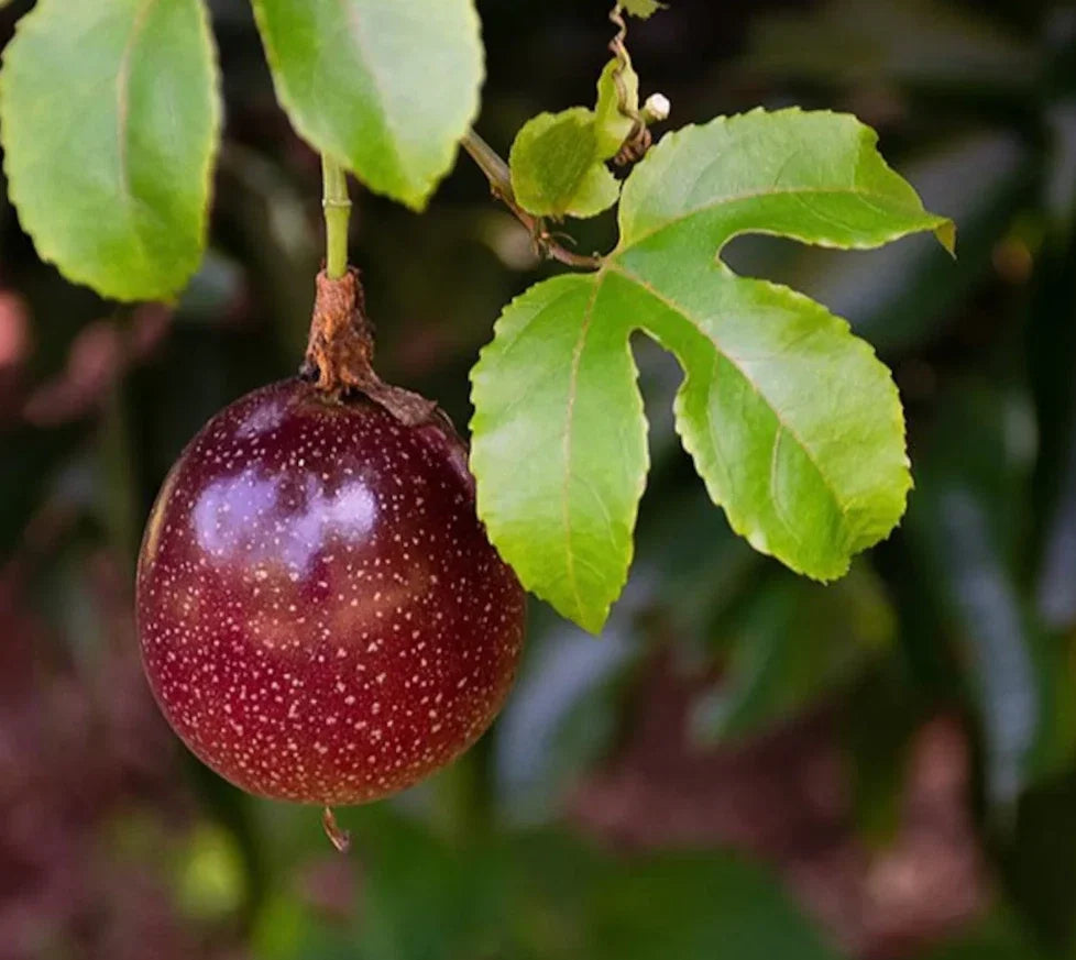 Live Purple Passionfruit Plant - 4-6" Rooted Edible Fruit Vine - Passiflora edulis - Great for Gardens & Patios