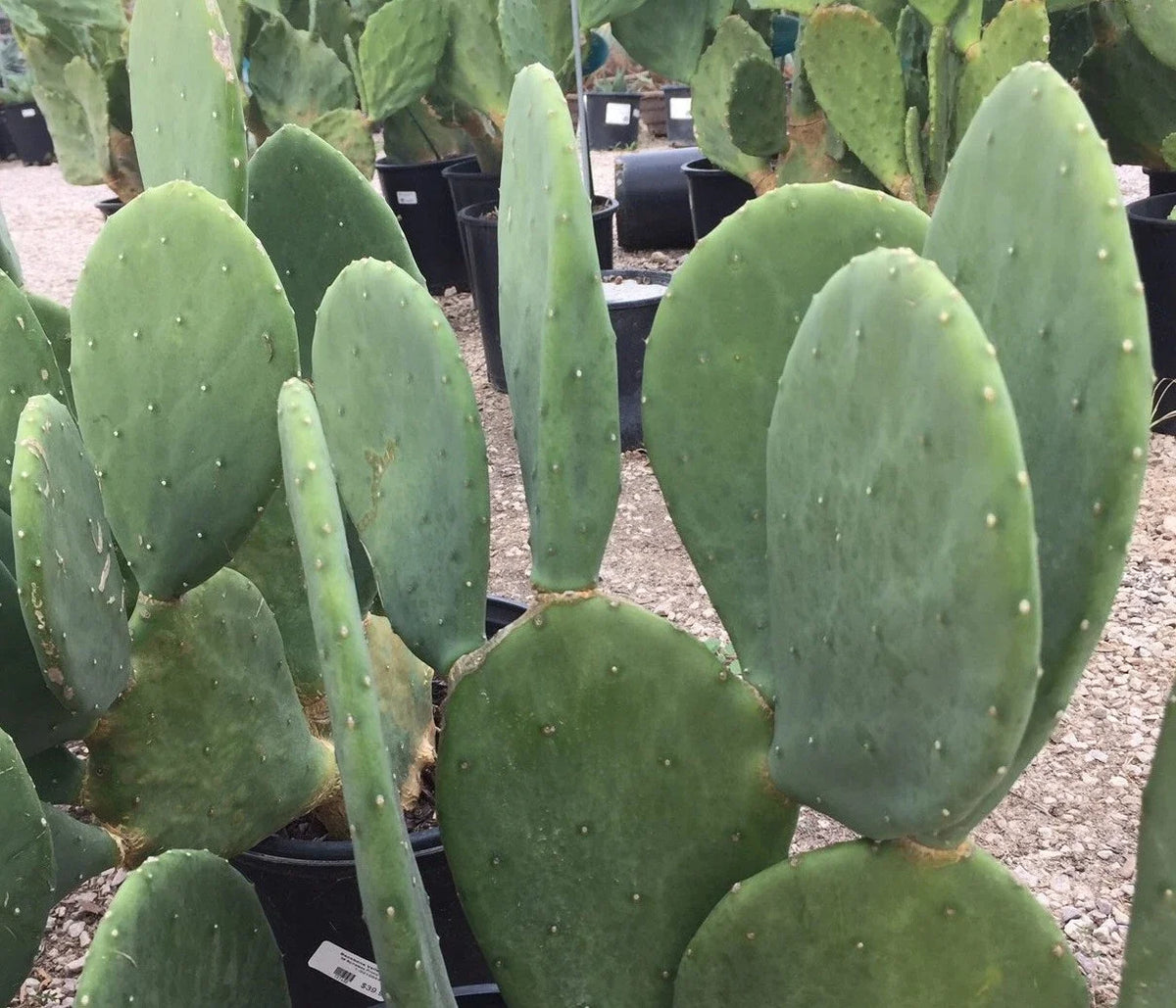 Spineless Prickly Pear Cactus Pads - Opuntia cacanapa - Hardy Succulent for Garden or Indoor Use - 2+ Edible Nopales Pads