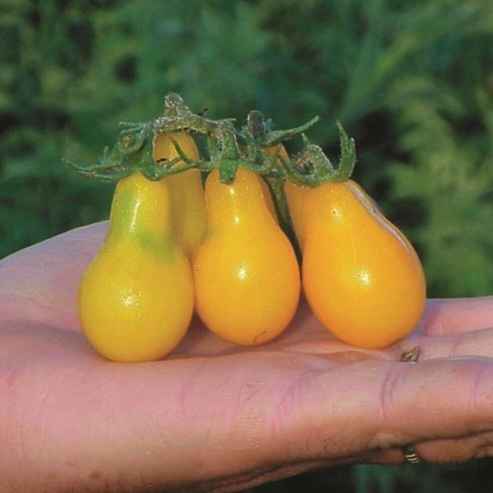 Yellow Pear Tomato Seeds - 10+ Organic Heirloom NON-GMO - Solanum lycopersicum - Sweet Yellow Pear-Shaped Tomatoes
