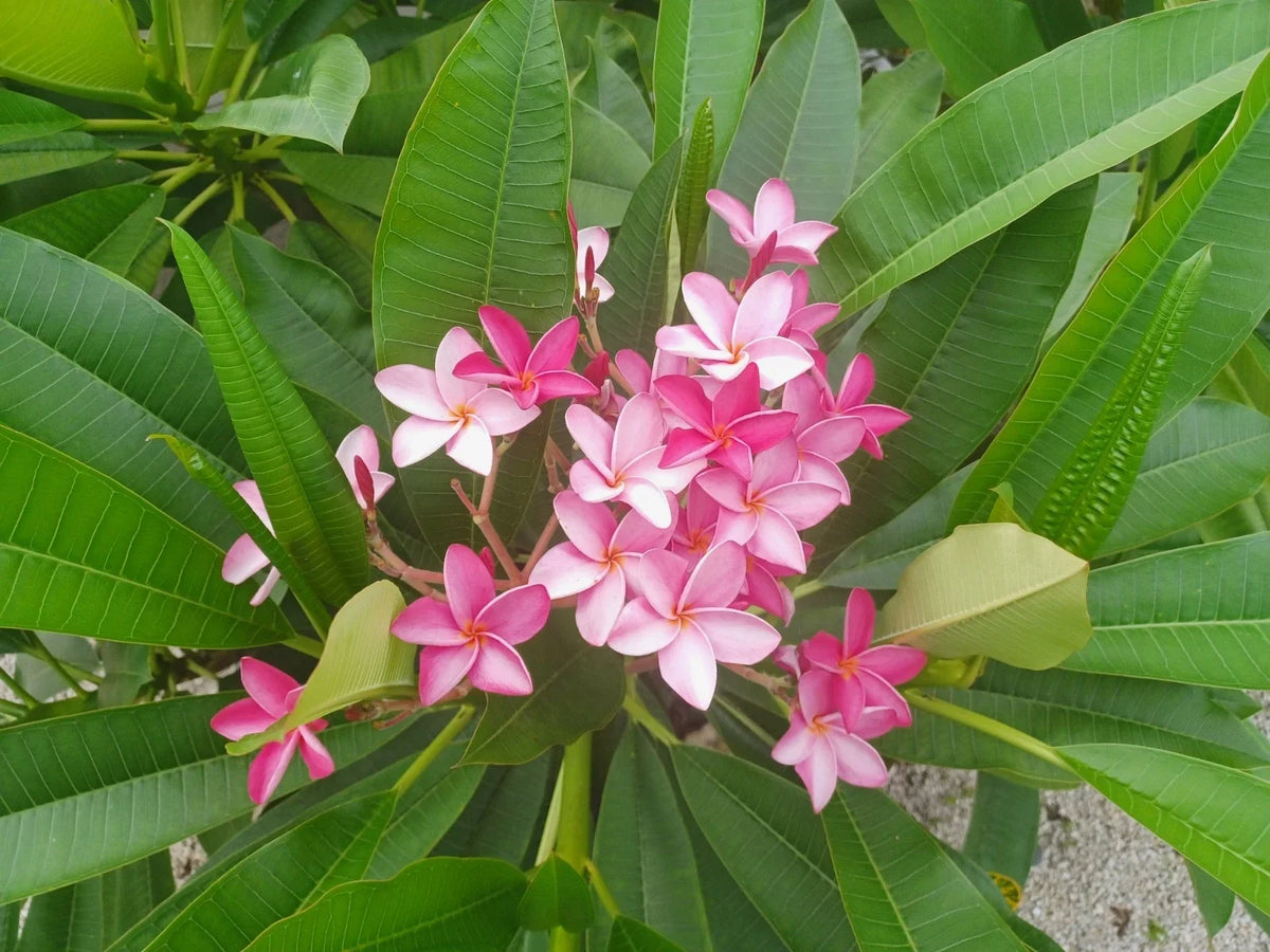 Plumeria Cuttings | 12-18 Inch | Colorful Flowering Variety | Frangipani | Plumeria spp.