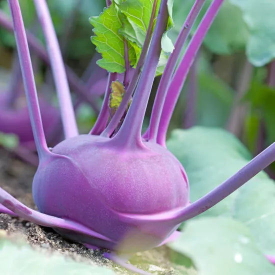 Kohlrabi Seeds - 400 Non-GMO Early Purple Vienna - Brassica oleracea - Heirloom Fast-Growing Garden Vegetable