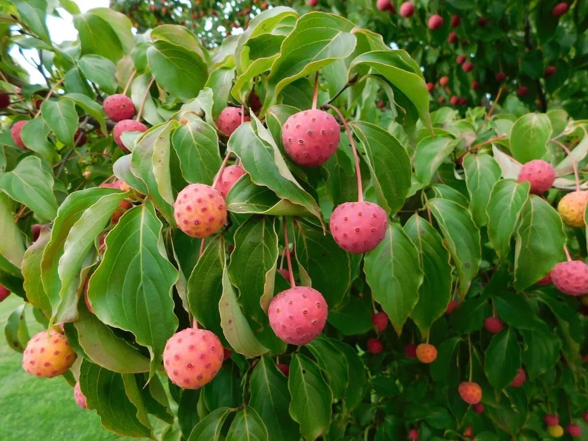 Kousa Dogwood Seeds - 30 Seeds - Cornus kousa - Ornamental Tree for Garden, Landscaping, Pollinator Friendly