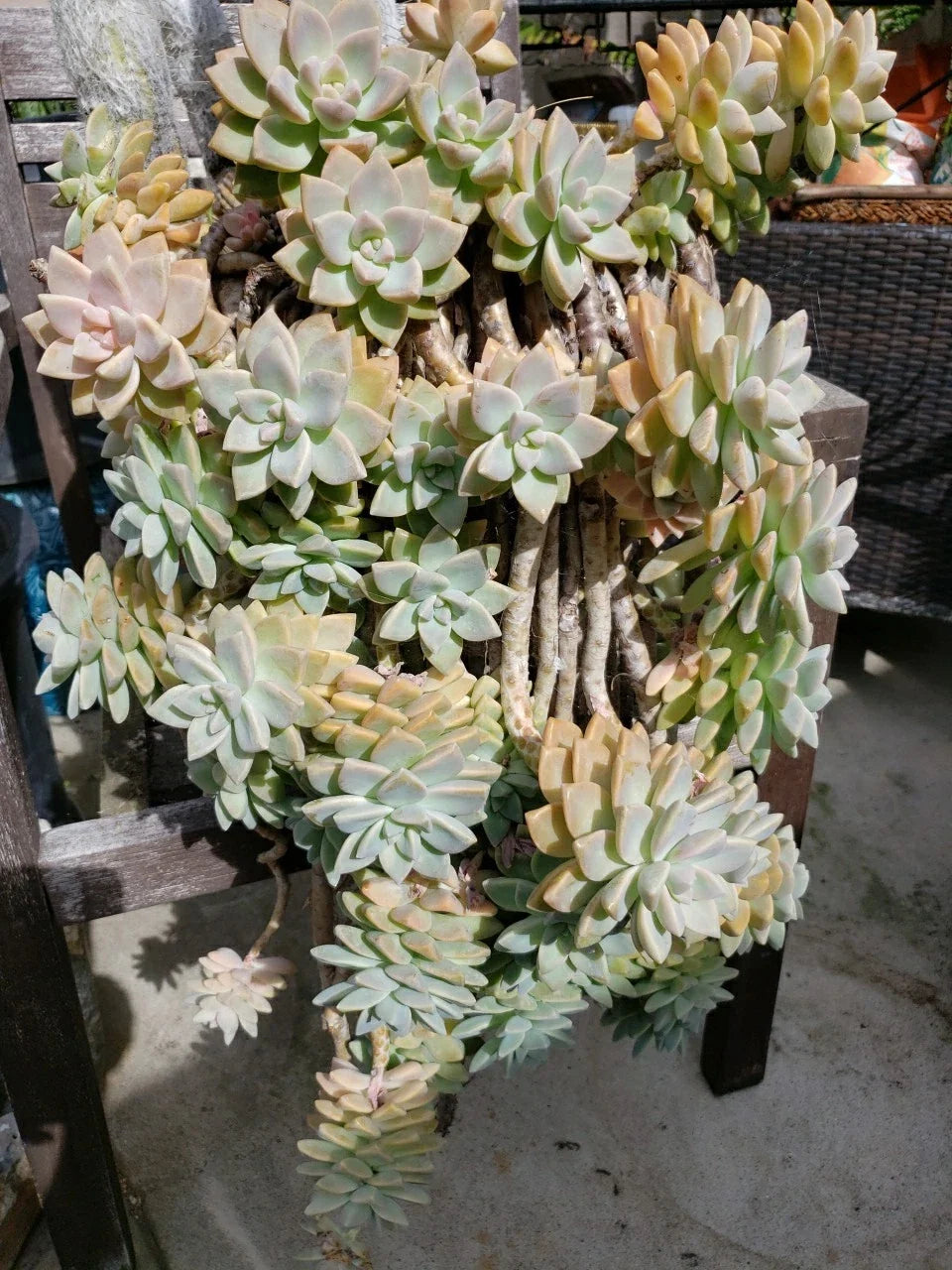 Hanging Succulent Cuttings - 5 Pack - Assorted Varieties - Rootless - Perfect for DIY Planters and Home Decor - Various Species