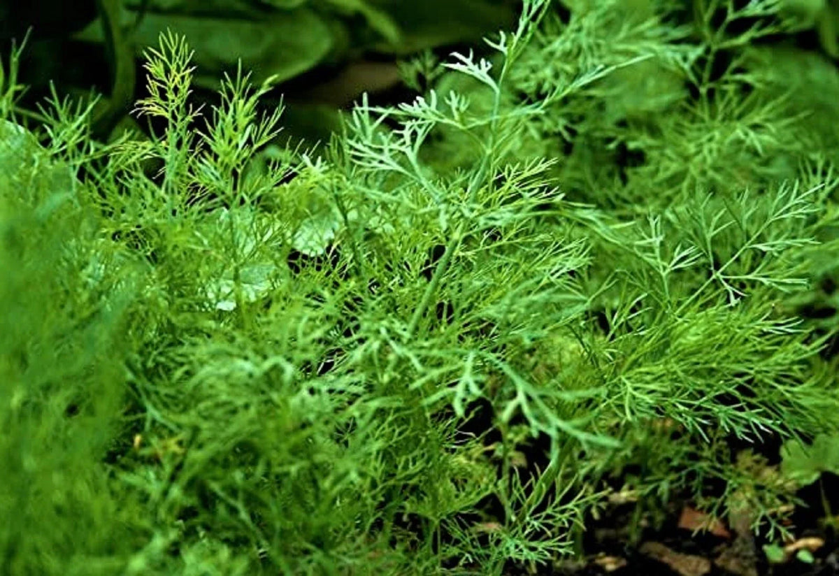 Organic Dill Seeds, 200+ Non-GMO, Culinary Herb, Anethum graveolens - Ideal for Home Gardening and Flavorful Dishes