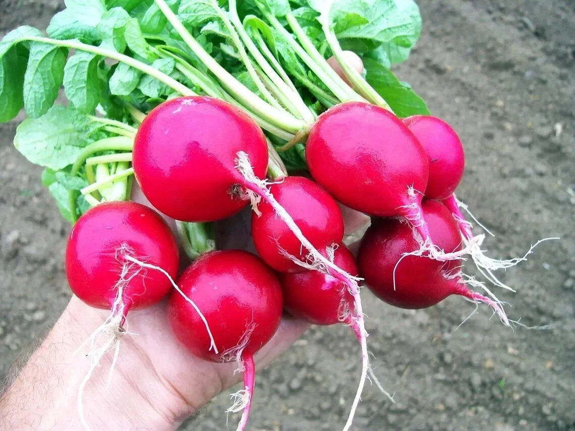 Organic Cherry Belle Radish Seeds - 100 Count - Heirloom Non-GMO Raphanus sativus - Fast-Growing Gardening Seeds