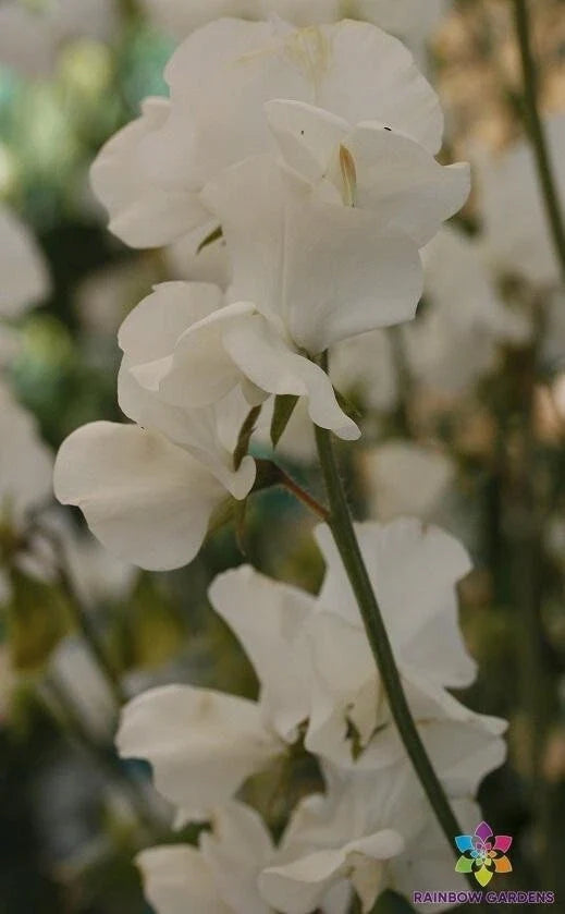 Sweet Pea Seeds - 50+ Solstice White - Lathyrus odoratus - Non-GMO - Garden Flower Seeds for Planting - USA