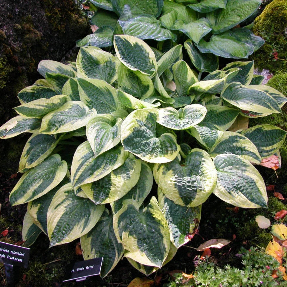 Hosta Plant 2.5" Pot Wide Brim Disease-Free Live Plant Hosta sieboldiana 'Wide Brim' for Shade Gardens and Borders