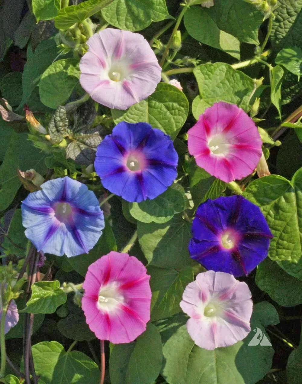 Bulk Morning Glory Seeds - 300 Non-GMO Pollinator-Friendly Seeds - Ipomoea purpurea - Attracts Hummingbirds and Bees