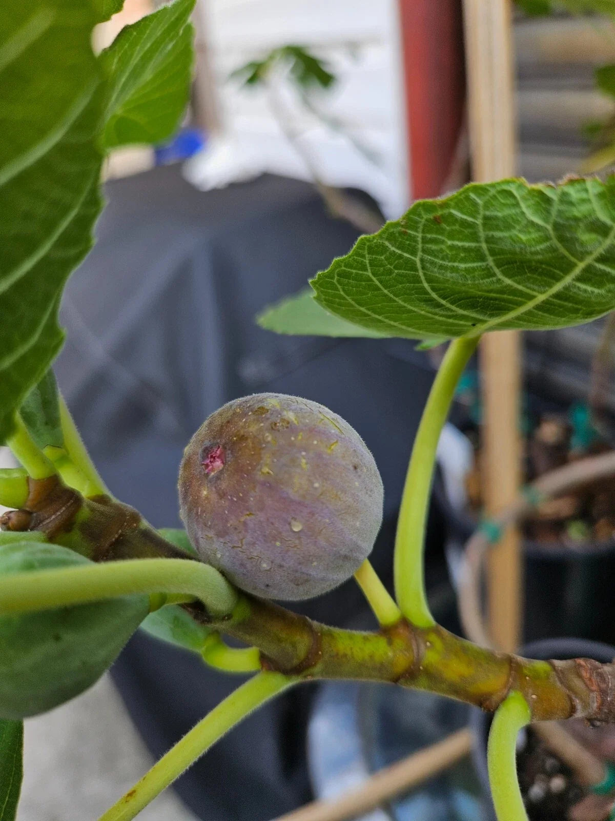 Smith Fig Cuttings - 2 Premium Cuttings with Willow Water for Rooting - Ficus carica - Delicious Fruit Tree Propagation