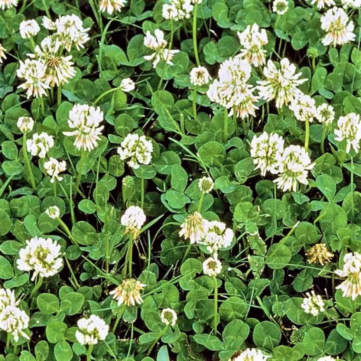 Dutch White Clover Seeds 600+ - Trifolium repens - Ideal for Lawns, Ground Cover, and Pollinator Gardens
