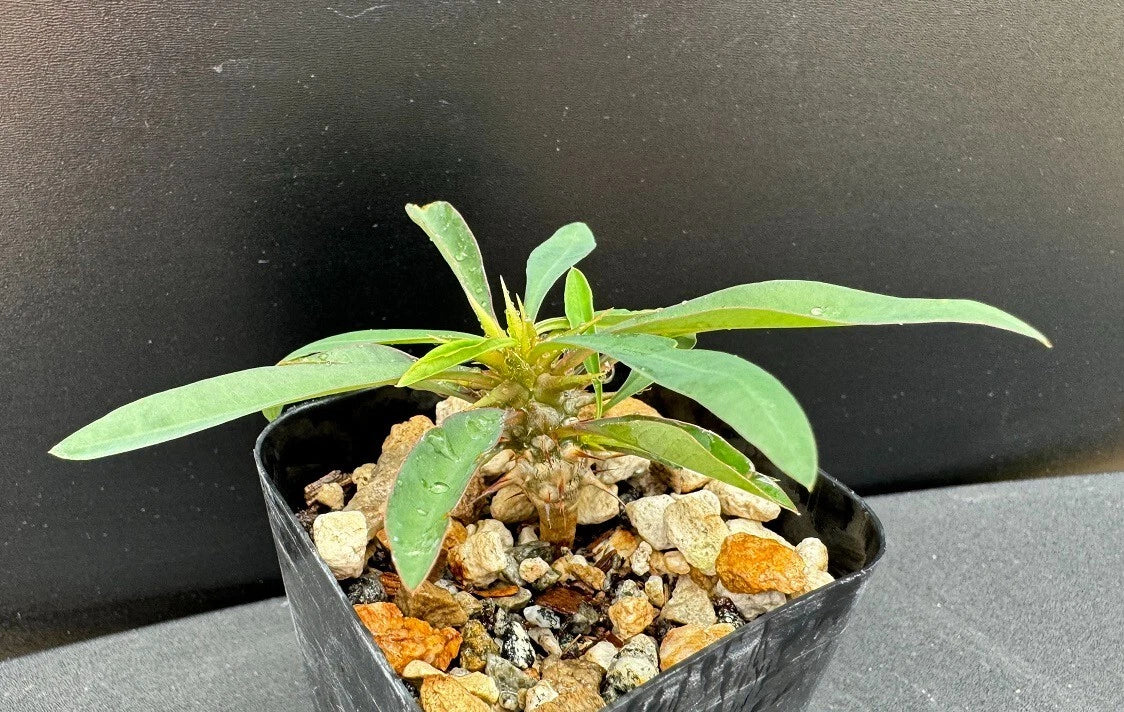 Euphorbia gottlebei Succulent - 2" Pot Rare Unique Variety - Well-Rooted Plant for Indoor/Outdoor Use - Succulent Collector's Gem