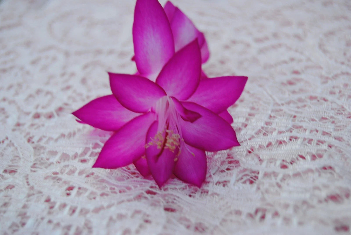 Christmas Cactus Starter Plant - Japanese Dream - Schlumbergera Truncata - Vibrant Pink & Red Blooms - Easy Care Indoor Plant