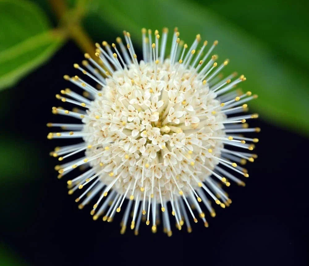 Buttonbush Seeds 100 Count - Cephalanthus occidentalis - Native Wetland Plant for Pollinator Gardens and Rain Gardens