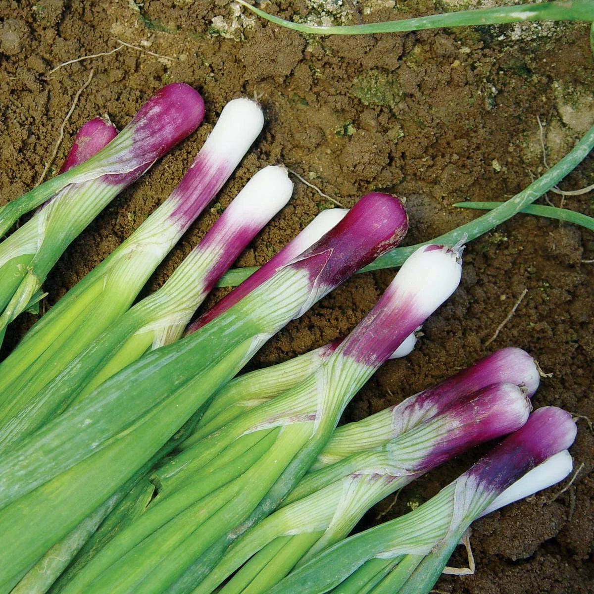 Red Bunching Onion Seeds Pack, Non-GMO, Scallion Variety, Allium Fistulosum, 100 Seeds for Home Garden