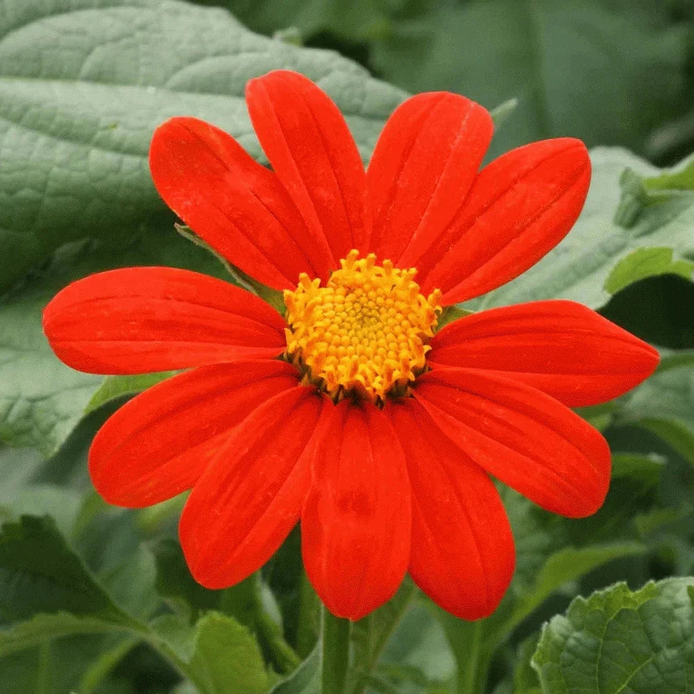 Mexican Sunflower Seeds - Packet - Red Torch Variety - Tithonia Rotundifolia for 2025 Planting