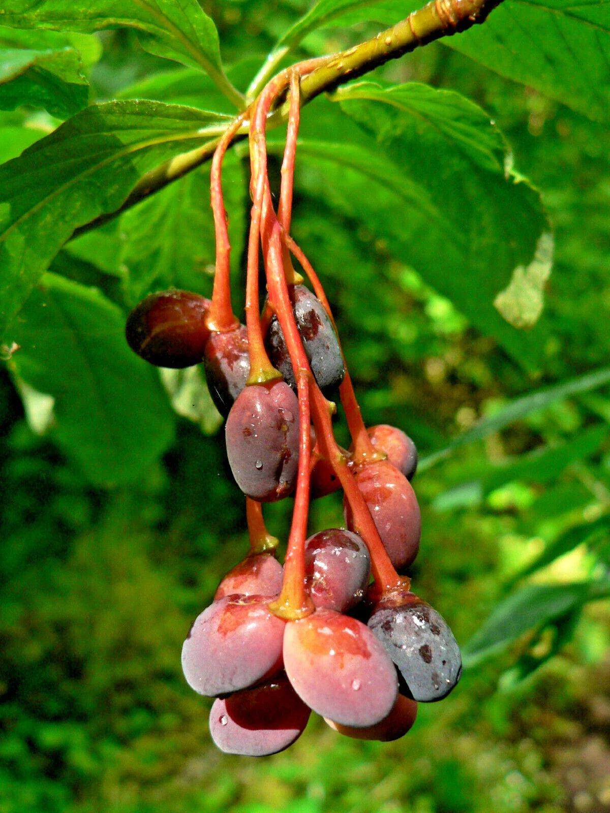 10 Indian Plum Seeds - Oso Berry - Fast-Growing Edible Fruit Shrub - Oemleria cerasiformis - Non-GMO, Wildlife Friendly