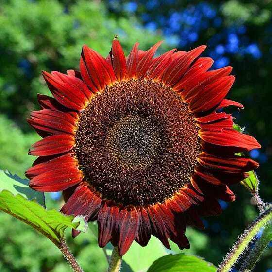 Sunflower Seeds 50 Count Red Sun Bronze Maroon Non-GMO Helianthus annuus for Garden Pollinators