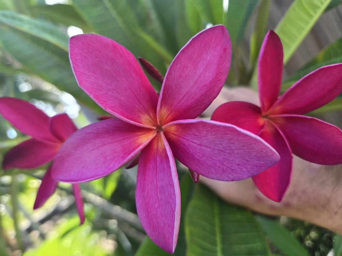 Rare Hawaiian Plumeria Cutting - Kaneohe Sunset - Fragrant Tropical Plant - Plumeria spp. - Easy to Grow for Garden or Pots