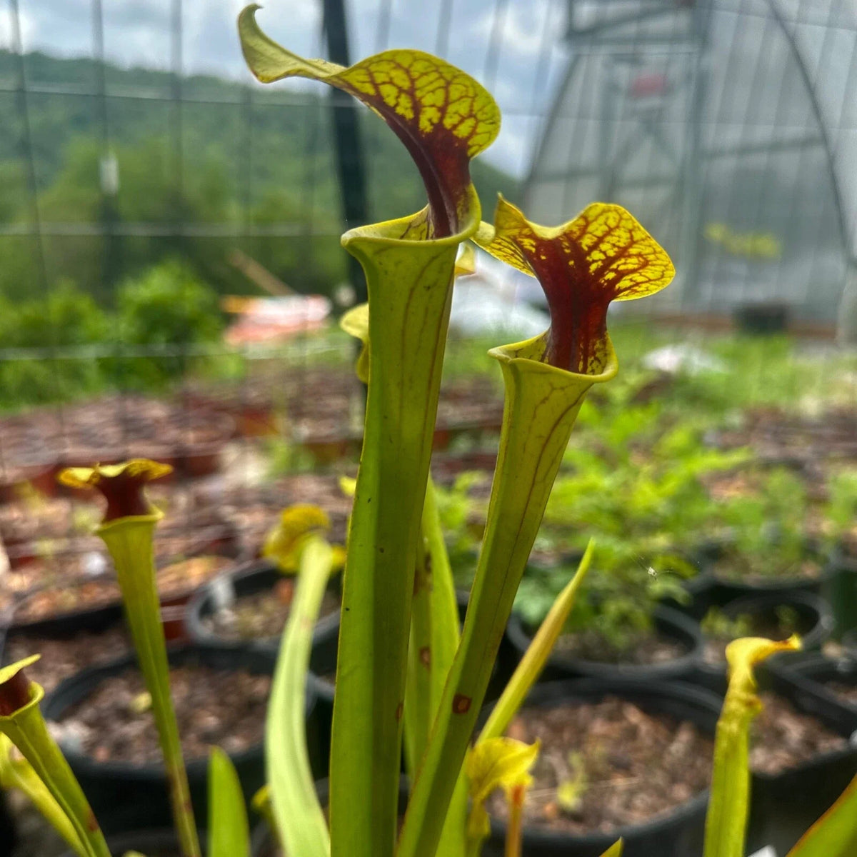 Sarracenia flava Rooted Division - Extreme Red Throat - Carnivorous Plant - Yellow Pitcher Plant - Bay County, FL