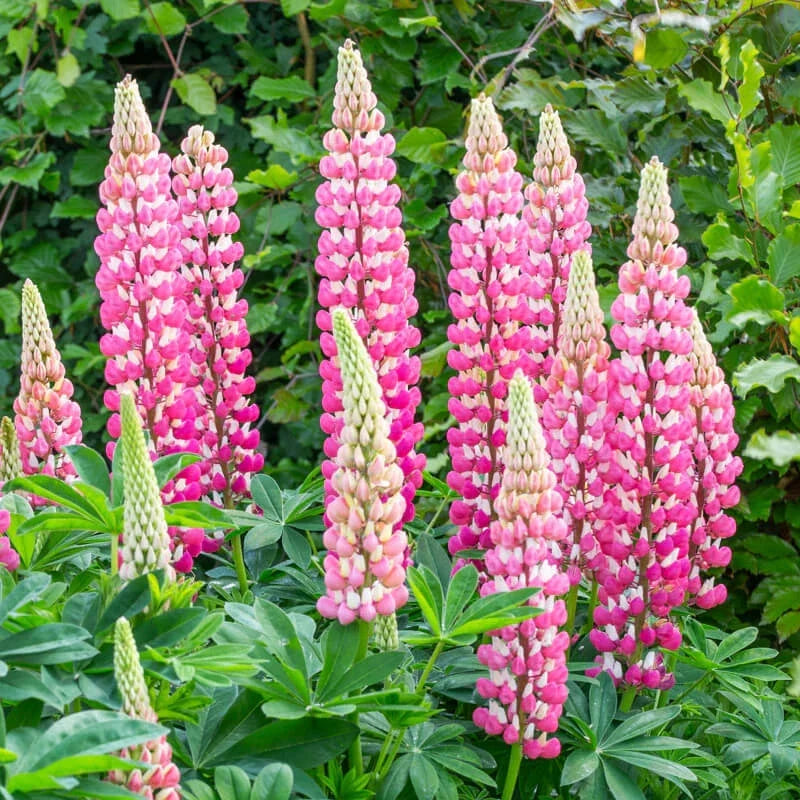 Lupine Seeds | Non-GMO Flower Seeds | Chatelaine Variety | Lupinus polyphyllus | Colorful Blooms for Garden