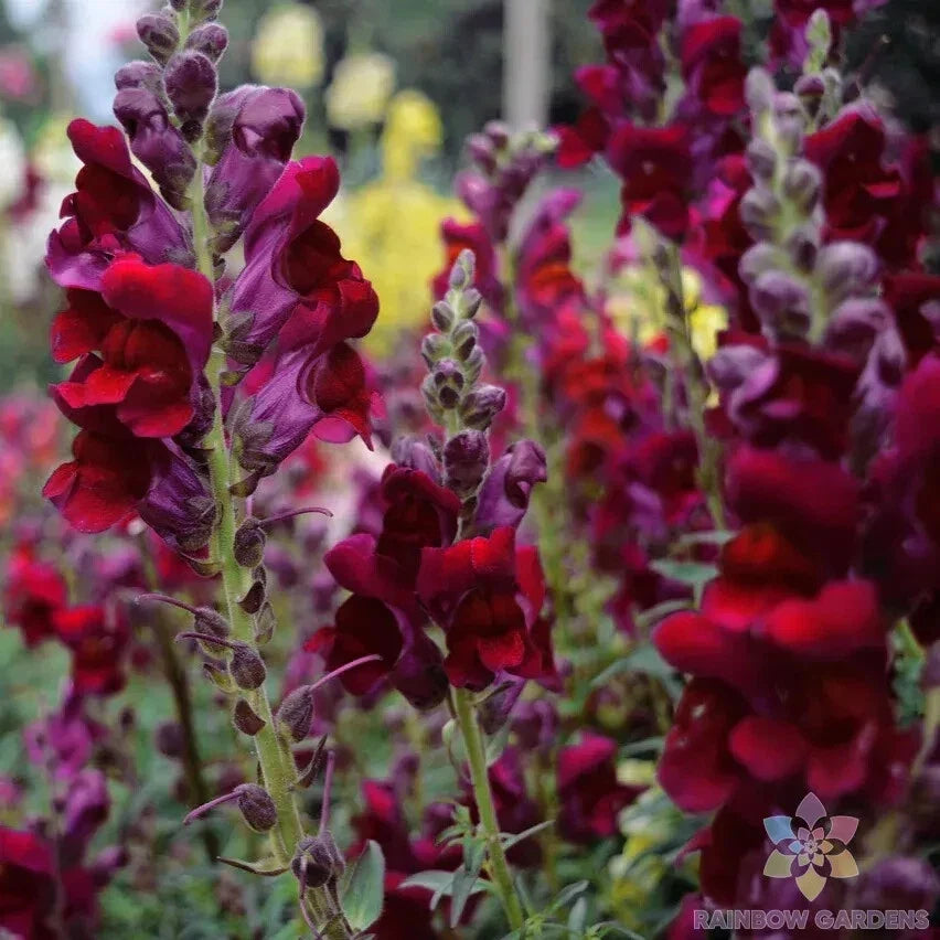 Snapdragon Seeds - 1000+ Snappy Black Prince - Antirrhinum majus - Garden Flower Seeds - USA