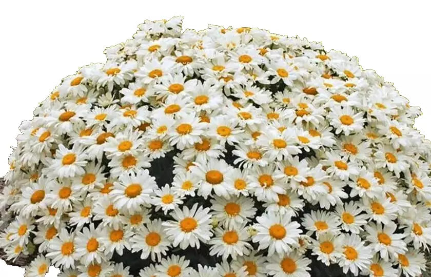 5 Bare Root Shasta Daisy Plants Set - White Flowers Perennial (Leucanthemum × superbum) - Pre-Order for Spring Shipping