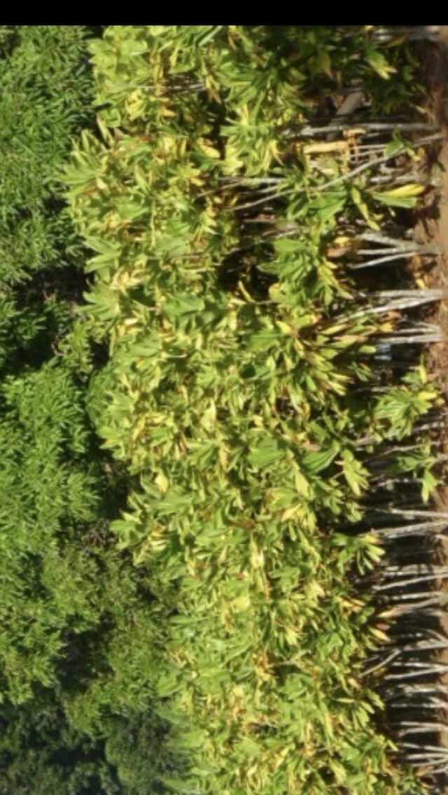 Hawaiian Ti Cuttings - 24 Large Green Cordyline Fruticosa Logs for Gardening and Propagation