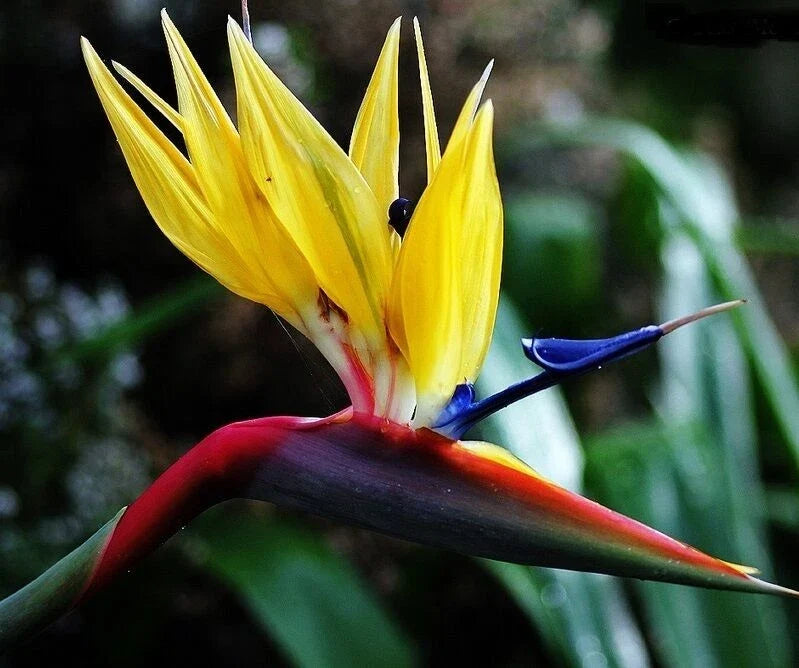 Yellow Bird of Paradise Plant 10-12" Rooted Strelitzia Reginae Tropical Flowering Indoor/Outdoor Garden Decor
