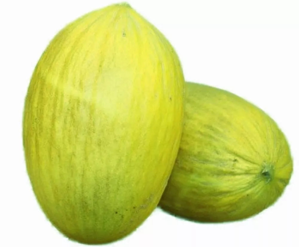 Amarillo Oro Melon Seeds | NON-GMO Heirloom | Sweet Yellow Melon | Cucumis melo | Fresh Garden Seeds