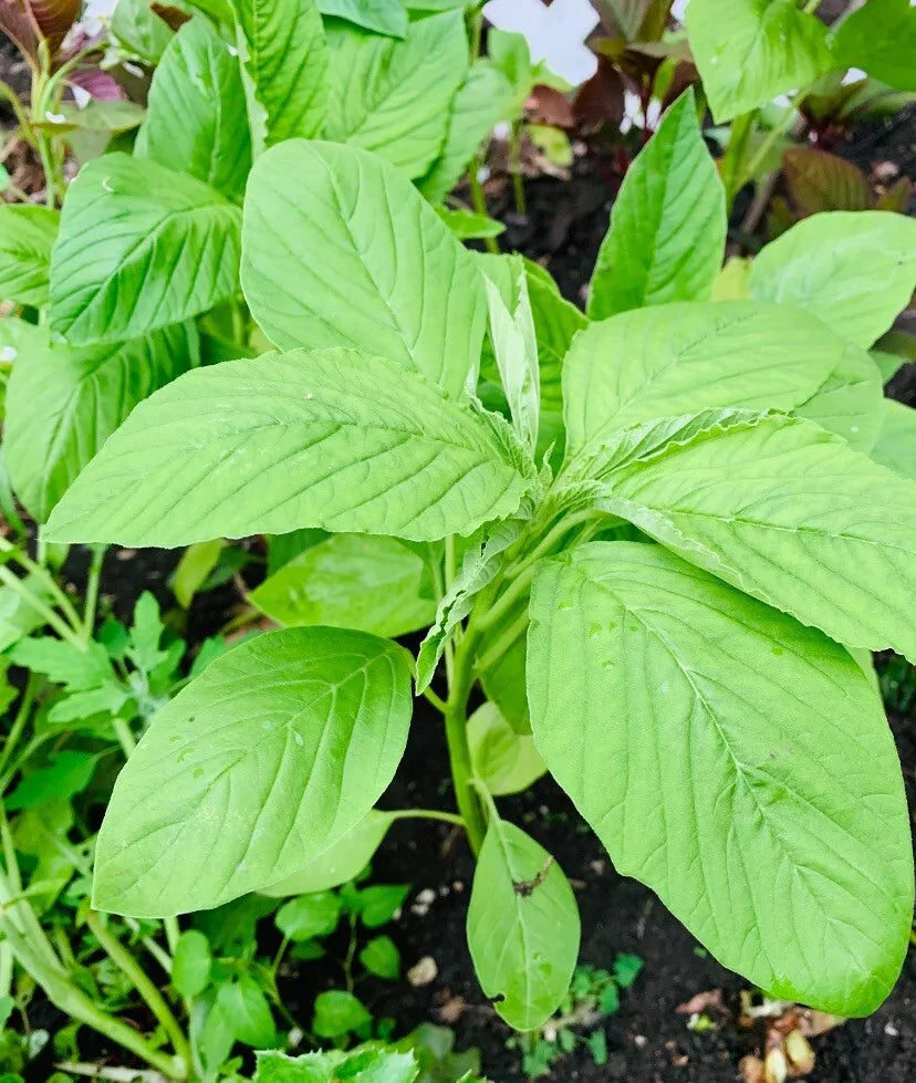 Green Amaranth Seeds - 2000+ Count - White Leaf Amaranth - Edible Vegetable - Amaranthus viridis - Chinese Spinach - USA