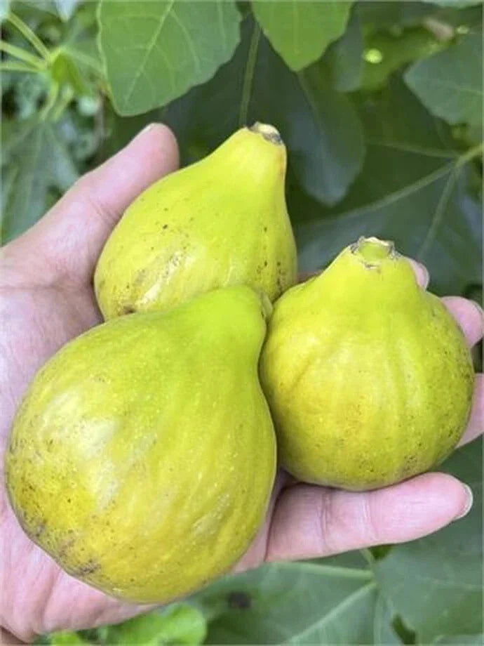 Fico Bianco Siciliano Cutting - 3 Nodes, Over 8 Inches - Ficus carica - Sweet Fig Variety for Home Gardening