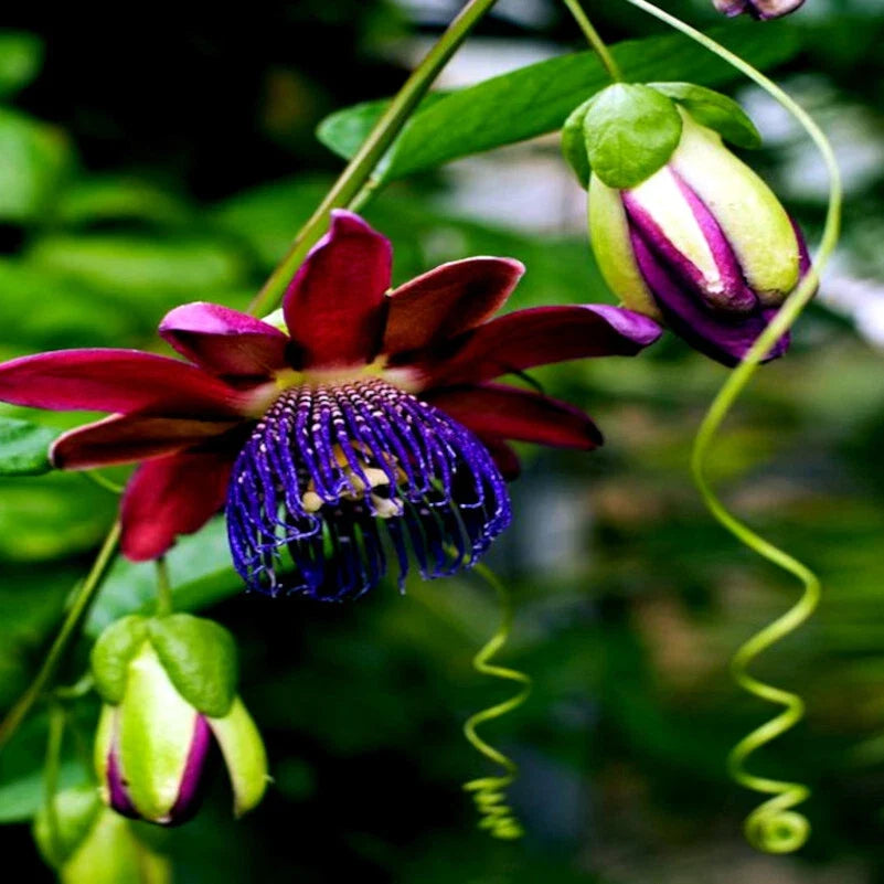Giant Granadilla Seeds - 10 Pack - Passiflora quadrangularis - Exotic Passionfruit Flower Plant Seeds for Garden and Containers