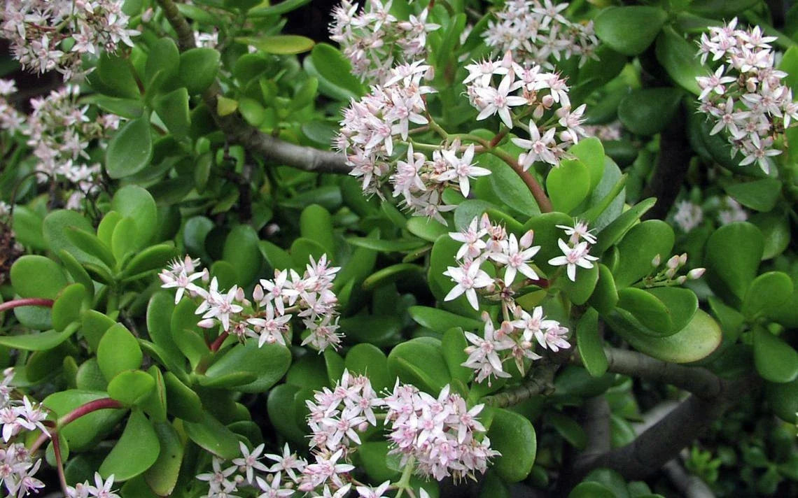 Green Jade Succulent Cuttings - 10 Healthy Crassula Argentea for Propagation and Gardening - Easy Care Plant Cuttings