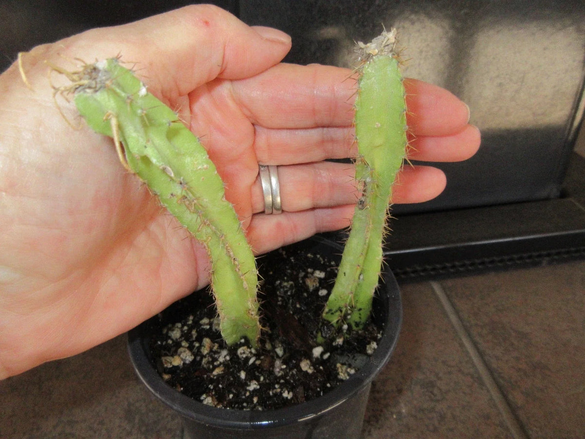 Rooted Cuttings 2 Pack Selenicereus testudo | Rare Testudo Cactus for Indoor Gardening | Exotic Plant Variety