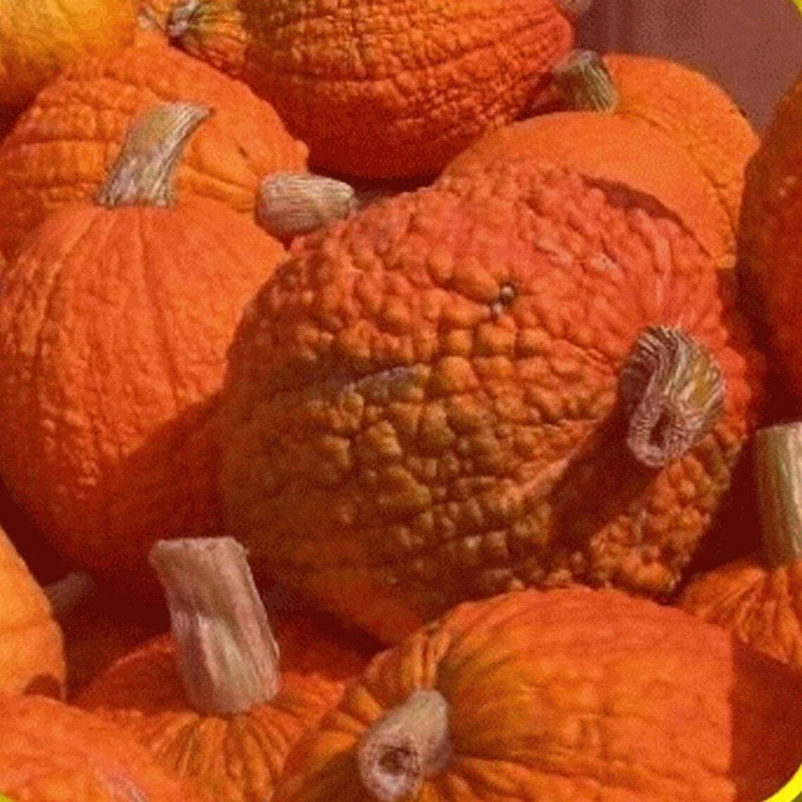 Heirloom Pumpkin Seeds 25 Count Red Warty Popcorn Knucklehead Cucurbita pepo for Fall Decor & Culinary Use