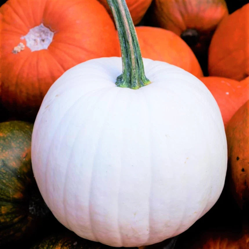 Casper White Pumpkin Seeds | 20 Pack | Ghost Queen Lumina Polar Bear | Cucurbita pepo | Heirloom Variety for Fall Decor