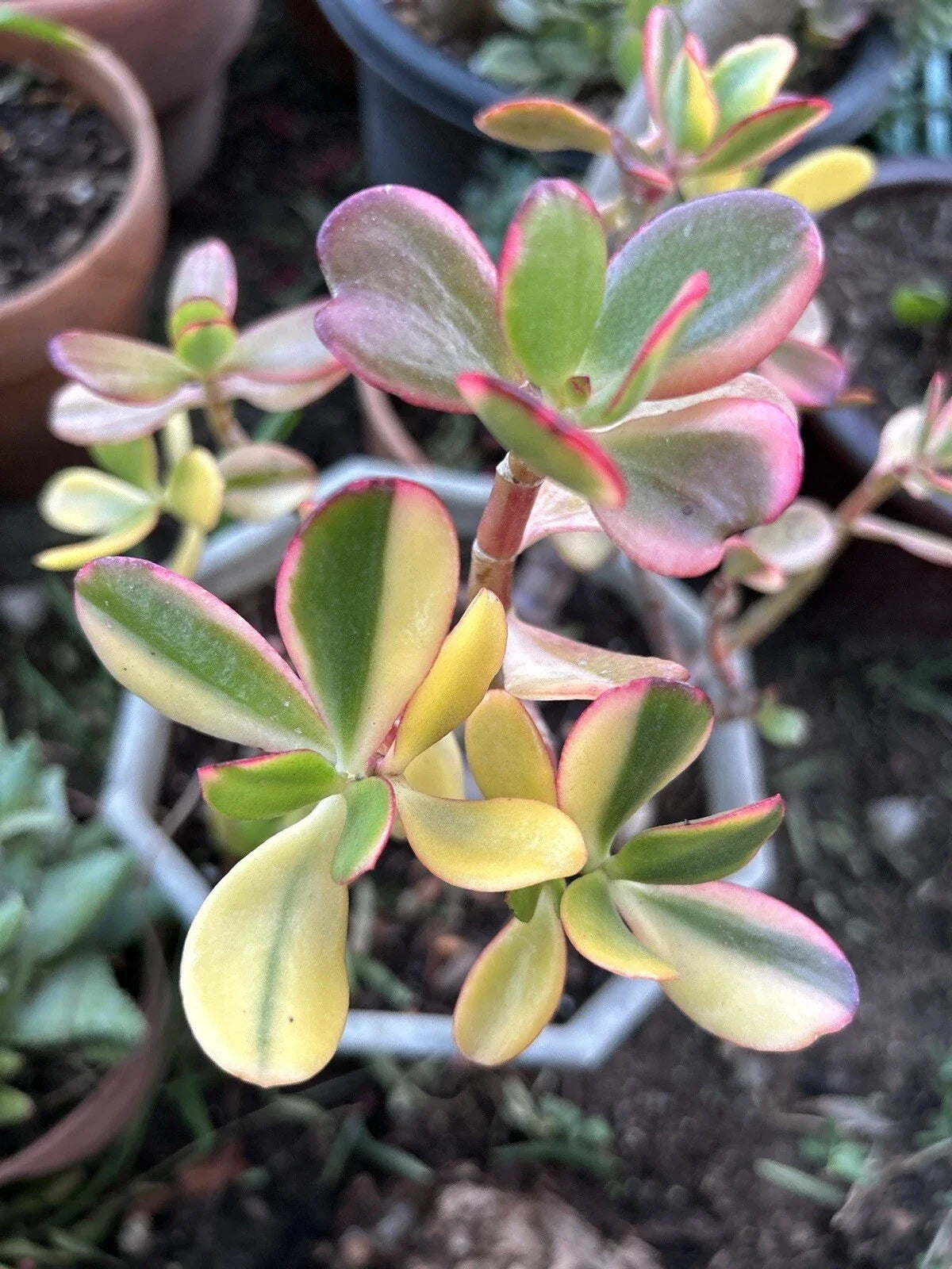 Rainbow Jade Cuttings - 3 Premium Crassula Ovata "Siempre Viva" - Rare Money Tree Plant for Propagation and Indoor Gardening